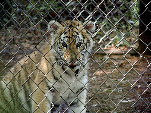 Big Cat Rescue