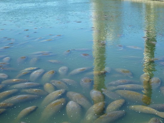 Tampa Electric Manatee Viewing Center