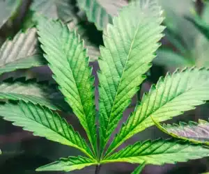 Is Delta-9 THC Legal? What You Need to Know