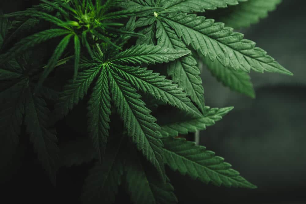navigating recovery the dangers of shrooms and weed during rehab