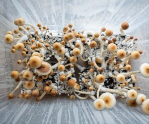 Navigating Recovery: The Dangers of Shrooms and Weed During Rehab