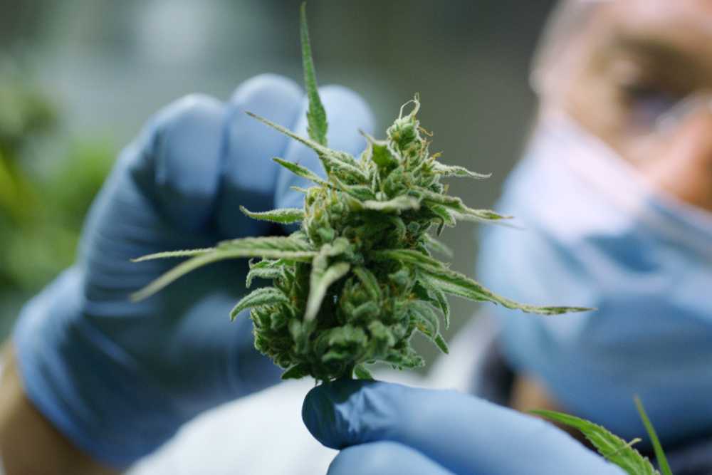 fentanyl in weed understanding the risks