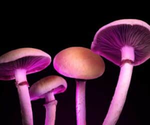 What Are the Side Effects of Various Psychedelic Mushroom Strains?