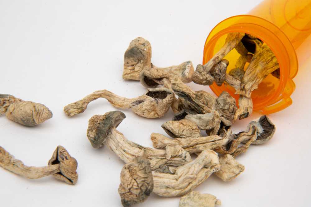 strains of psychedelic mushrooms