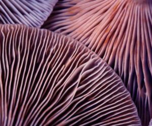 Can You Get Addicted to Magic Mushroom Gummies?