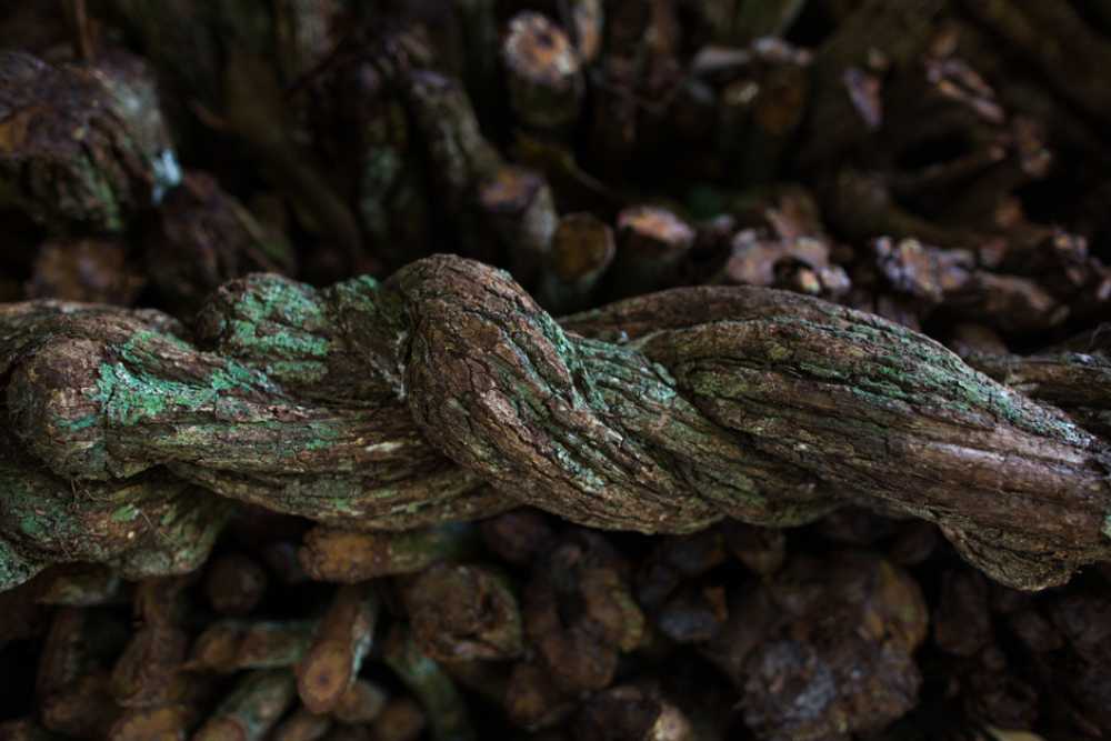 ayahuasca vs peyote differences