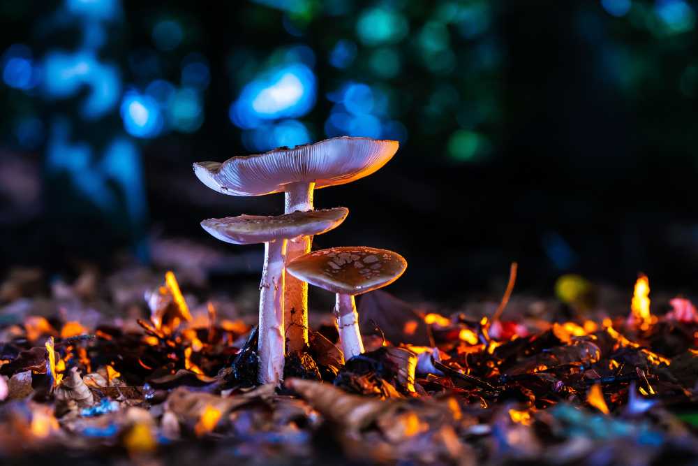 mushrooms and alcohol