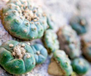What’s the Difference Between Peyote and Ayahuasca?