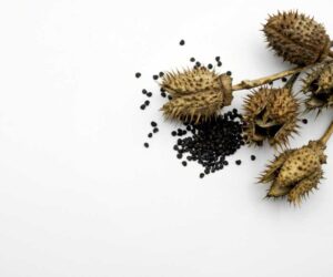 What Is Datura? Hallucinogenic Effects, Risks, and Health Consequences