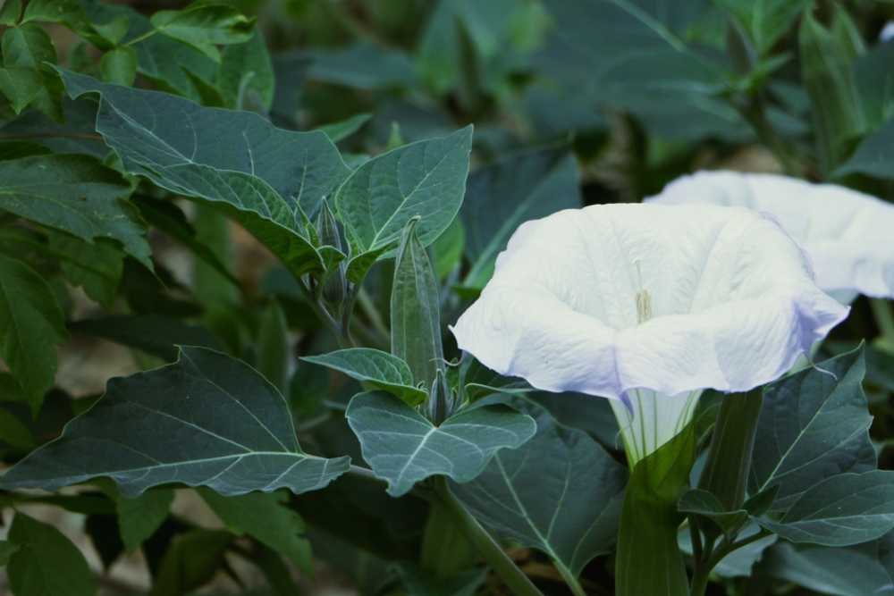 datura drug effects and addiction risks