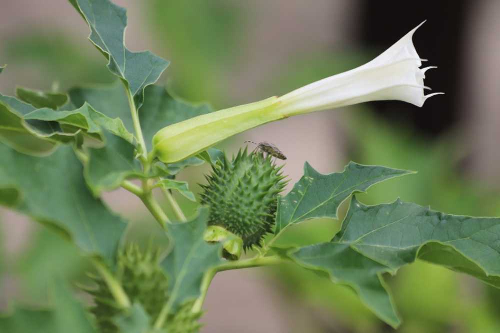 datura use risks