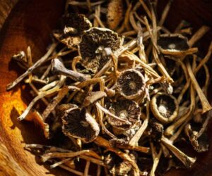 How Long Magic Mushrooms Remain in Your Body: Effects and Testing Windows